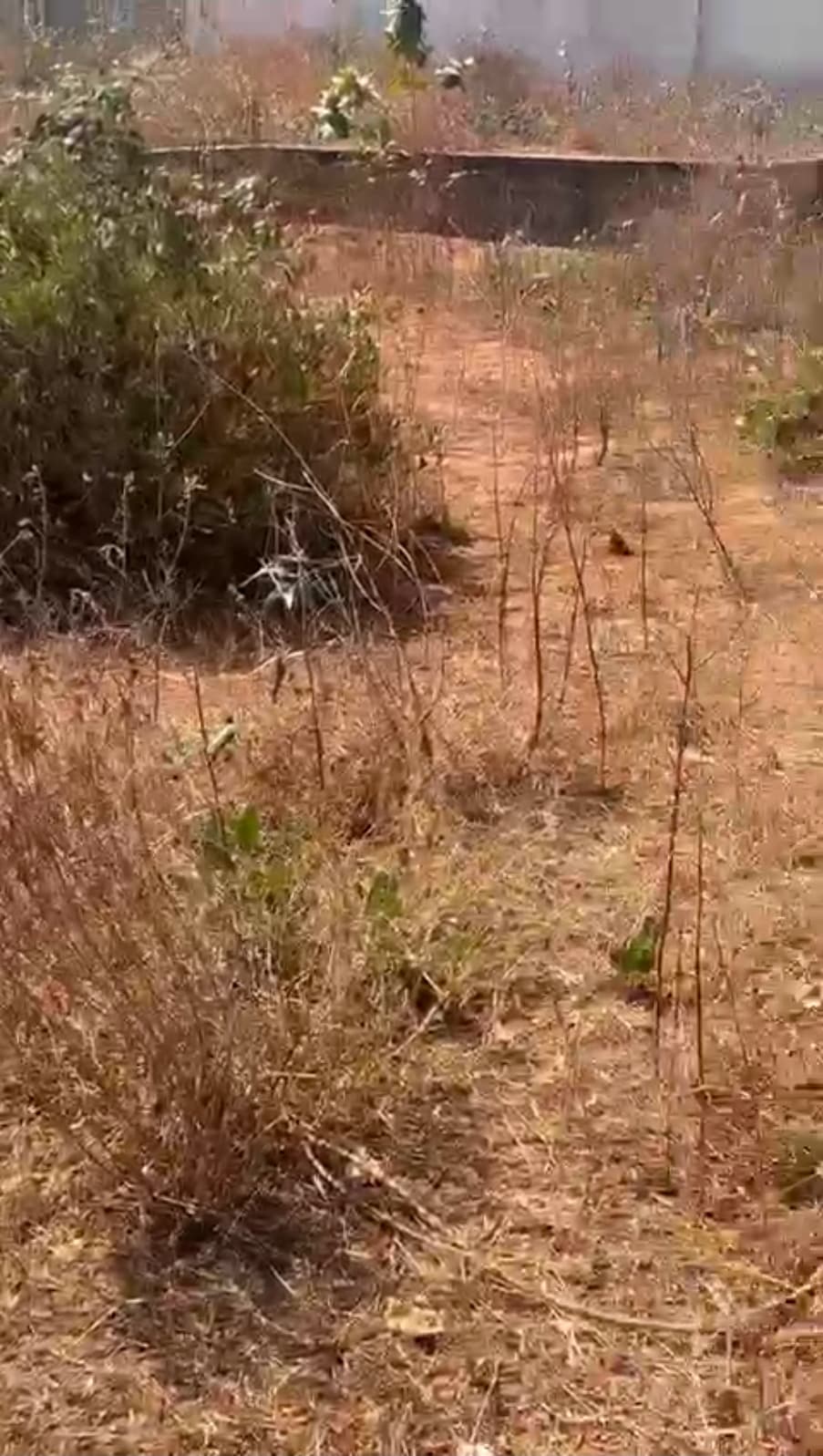 Deux terrains de 300m2 chacun jumelés à Thies à côté du péage ila touba Momboye TF global - Image 1